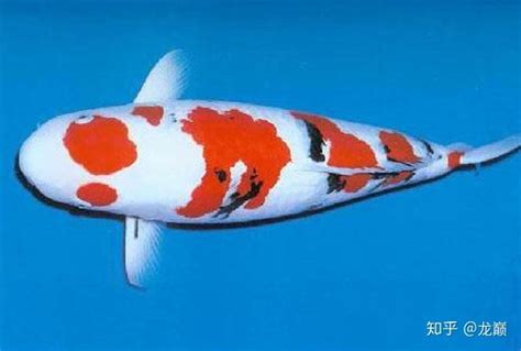 柔力球浪跡天涯 日本鲤鱼品种
